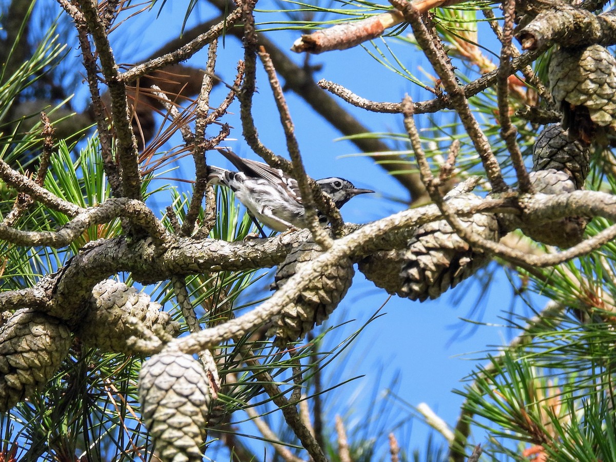 Black-and-white Warbler - ML621026662