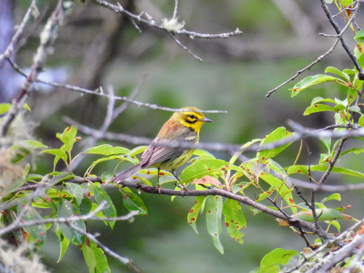 Prairie Warbler - ML621026668