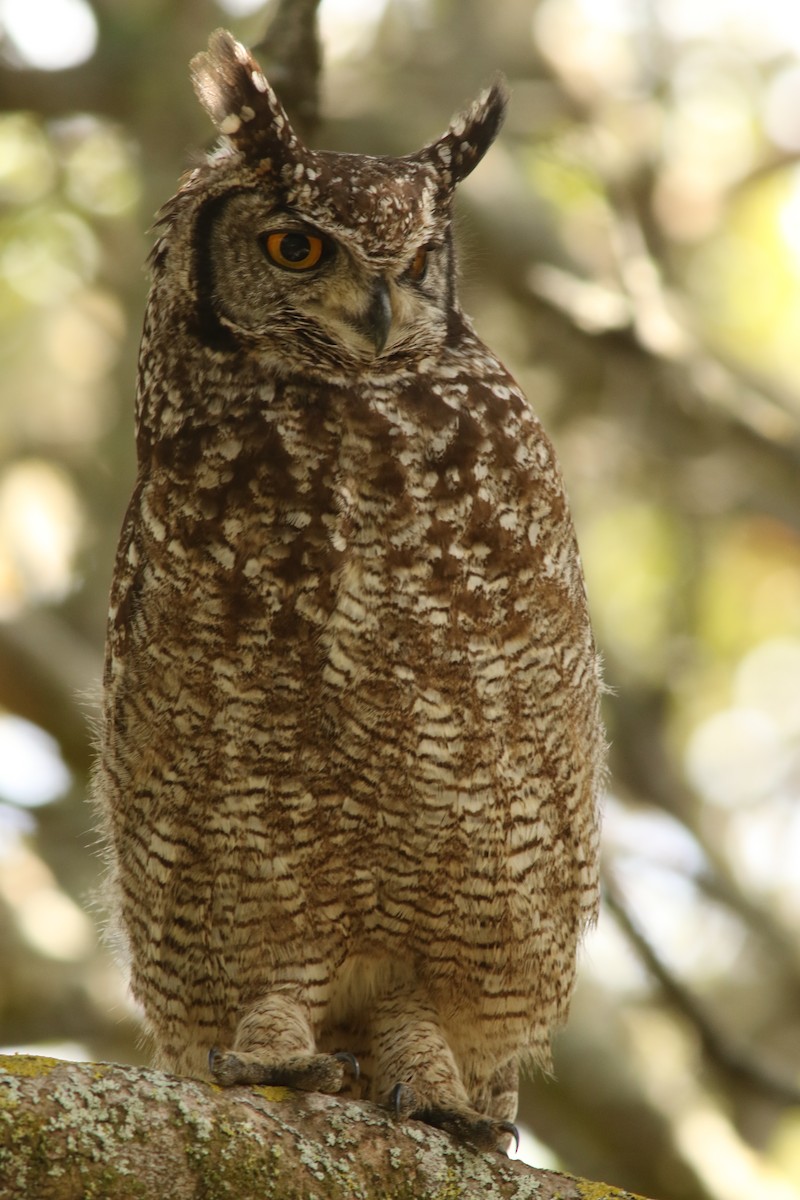 Spotted Eagle-Owl - ML621026673