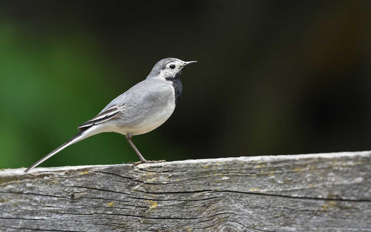 White Wagtail (White-faced) - ML621026691