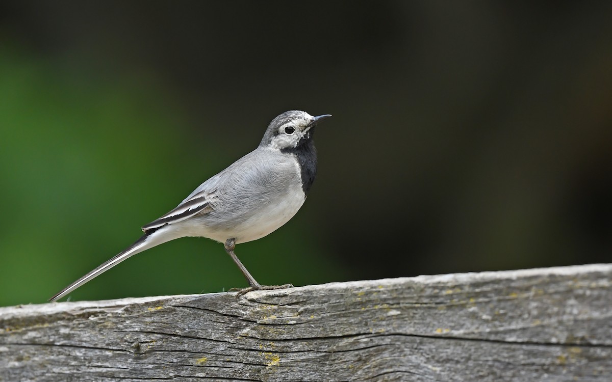 White Wagtail (White-faced) - ML621026692