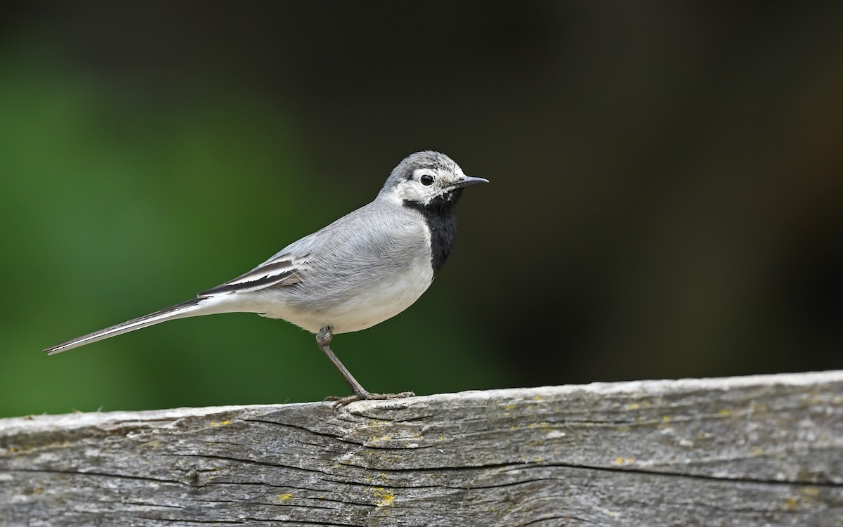 White Wagtail (White-faced) - ML621026694