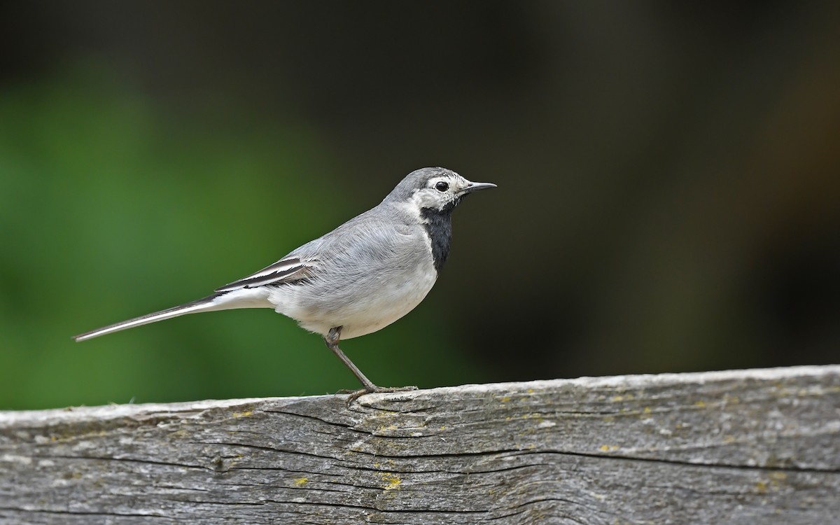 White Wagtail (White-faced) - ML621026695