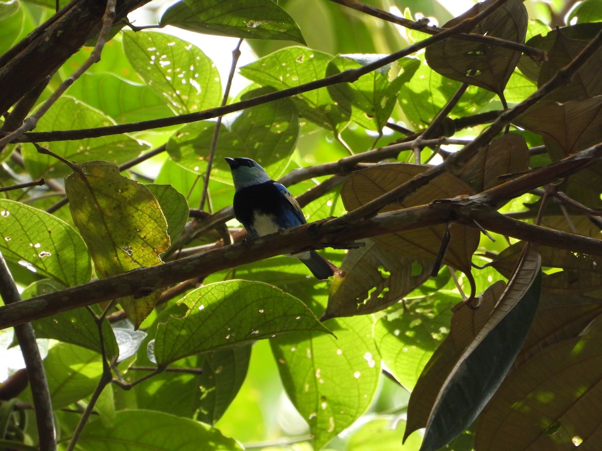 Masked Tanager - ML621026700