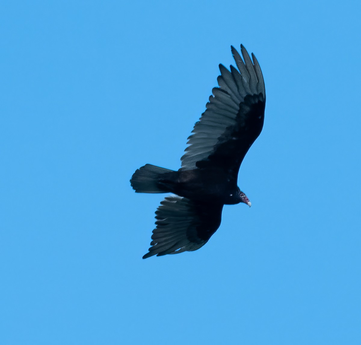 Turkey Vulture - ML621026702