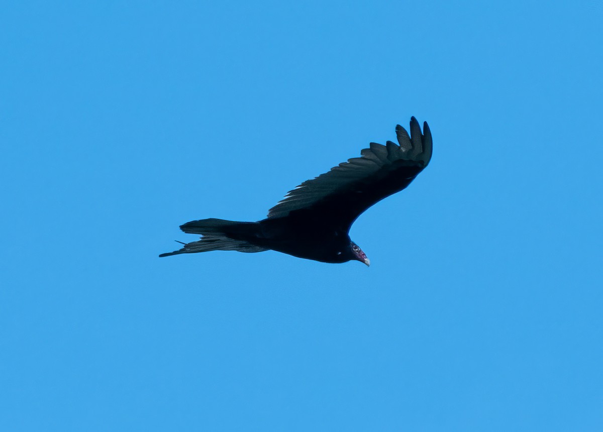 Turkey Vulture - ML621026703