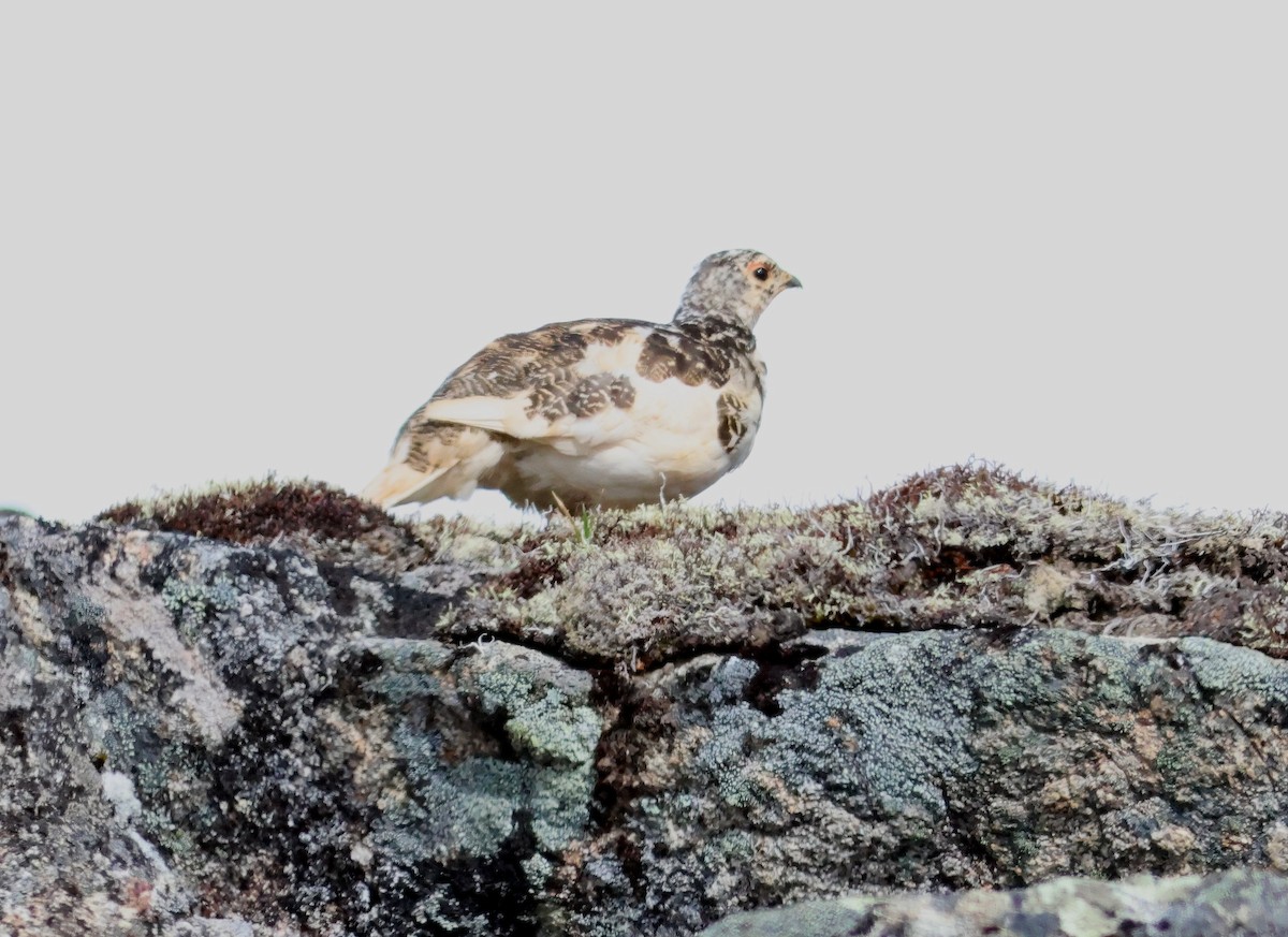 White-tailed Ptarmigan - ML621026741