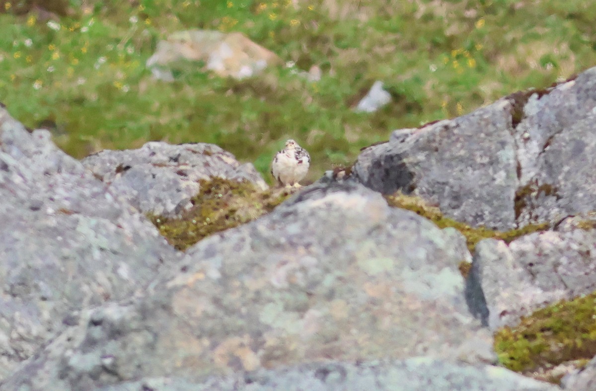 White-tailed Ptarmigan - ML621026743