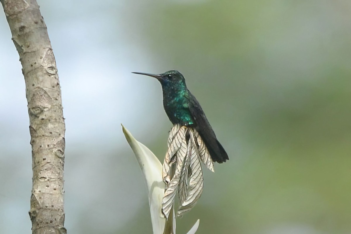 kolibřík modrobradý - ML621026747