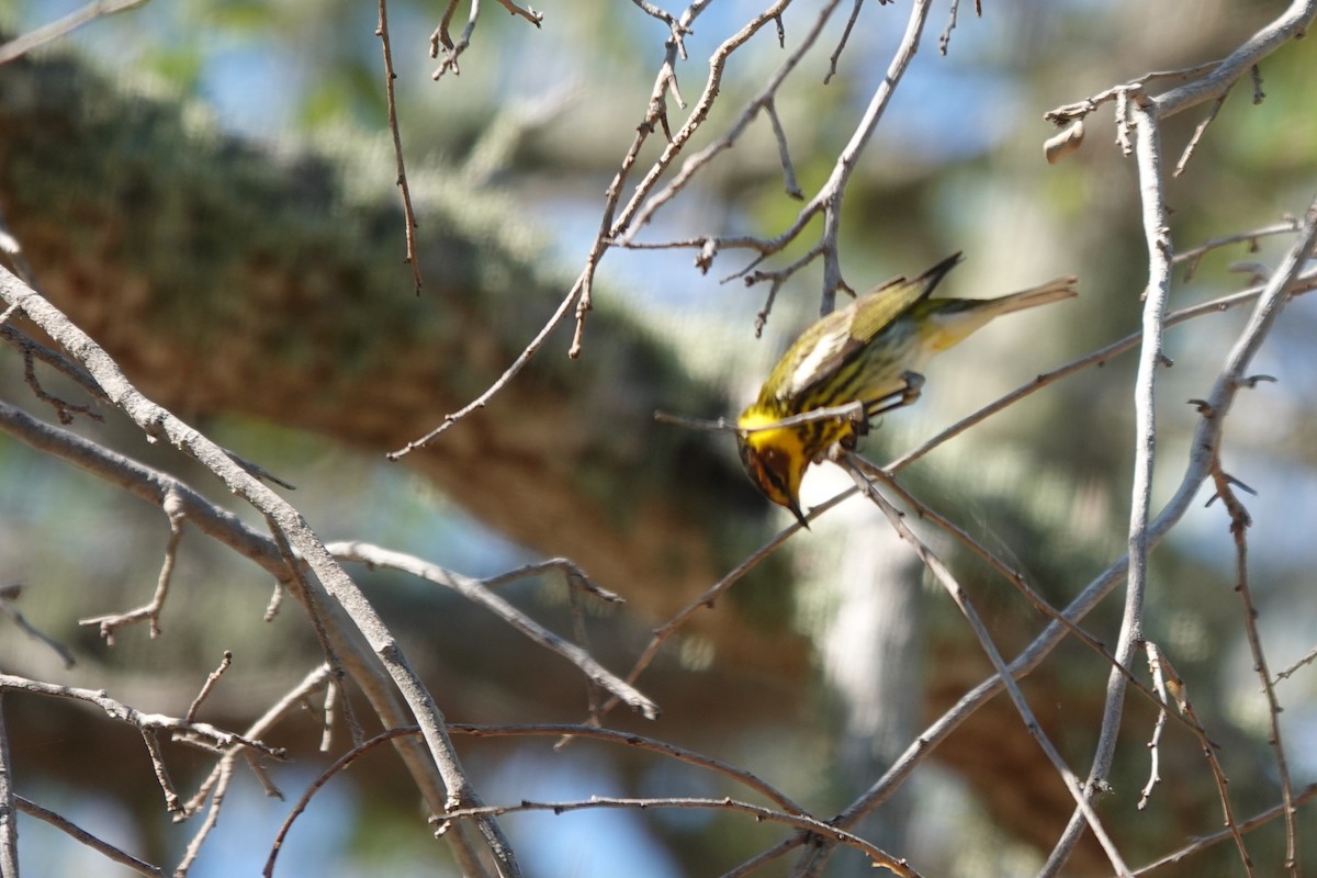 Cape May Warbler - ML621026772