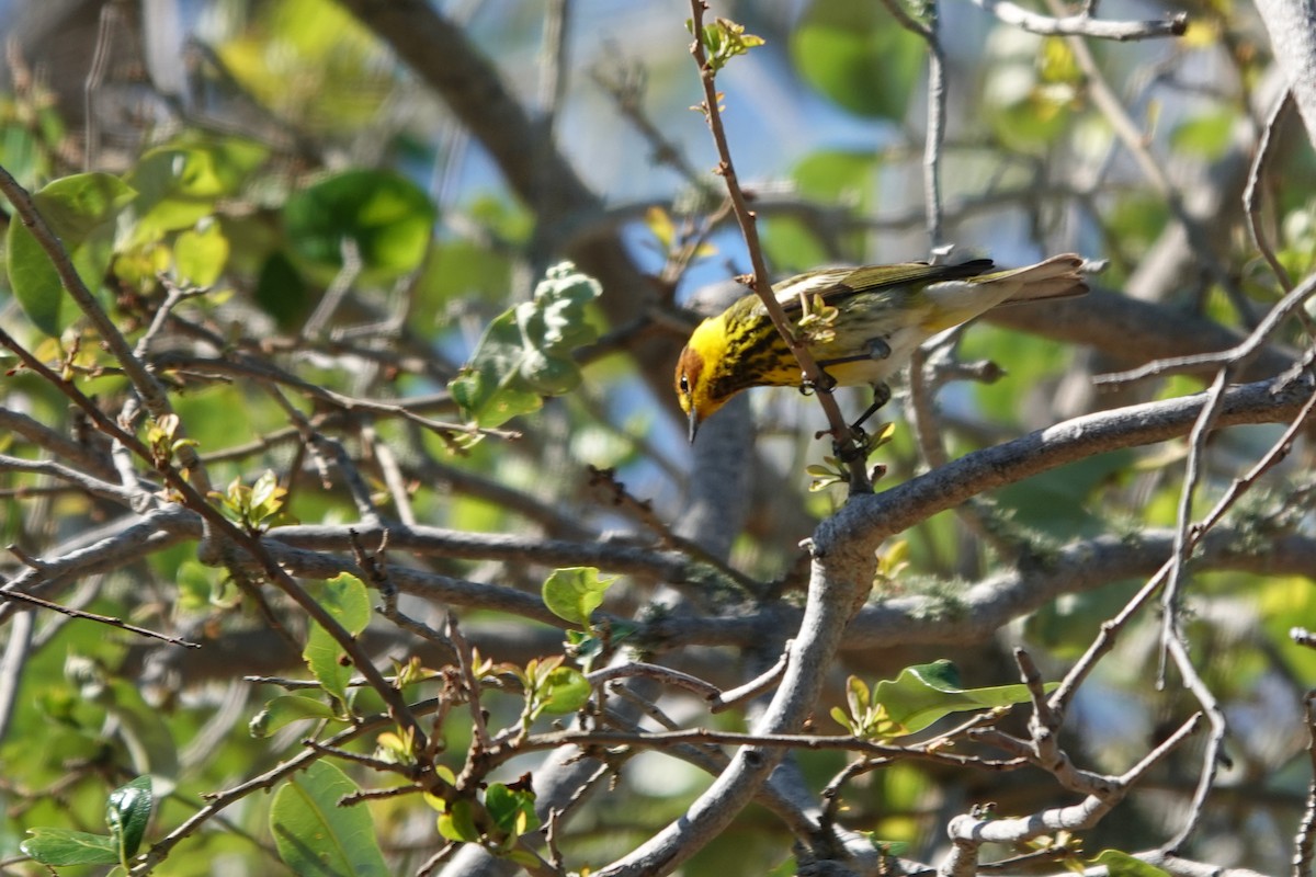 Cape May Warbler - ML621026773
