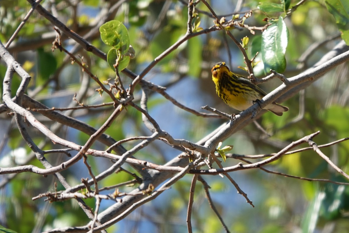Cape May Warbler - ML621026774