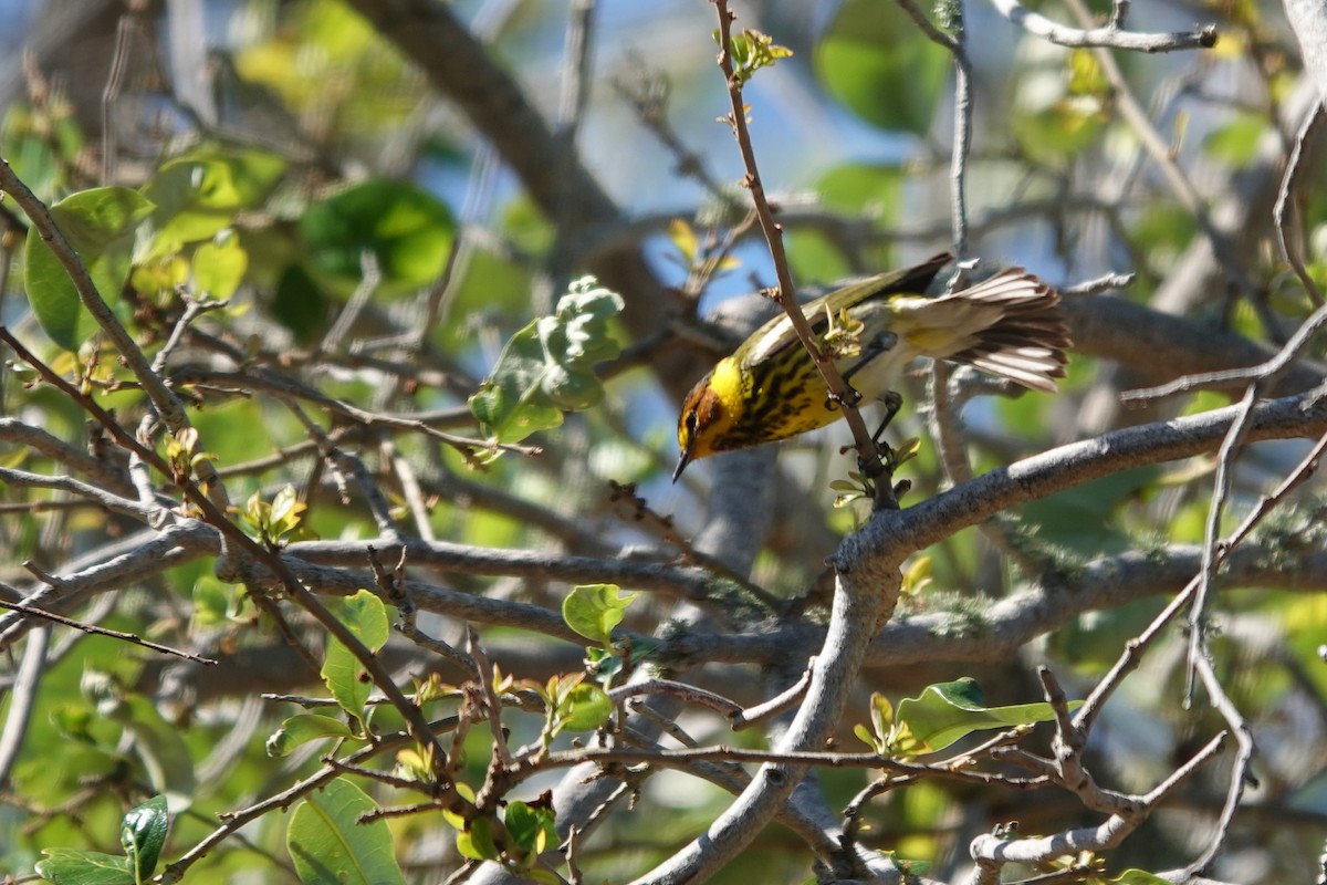 Cape May Warbler - ML621026775
