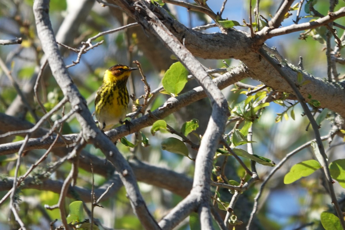 Cape May Warbler - ML621026776