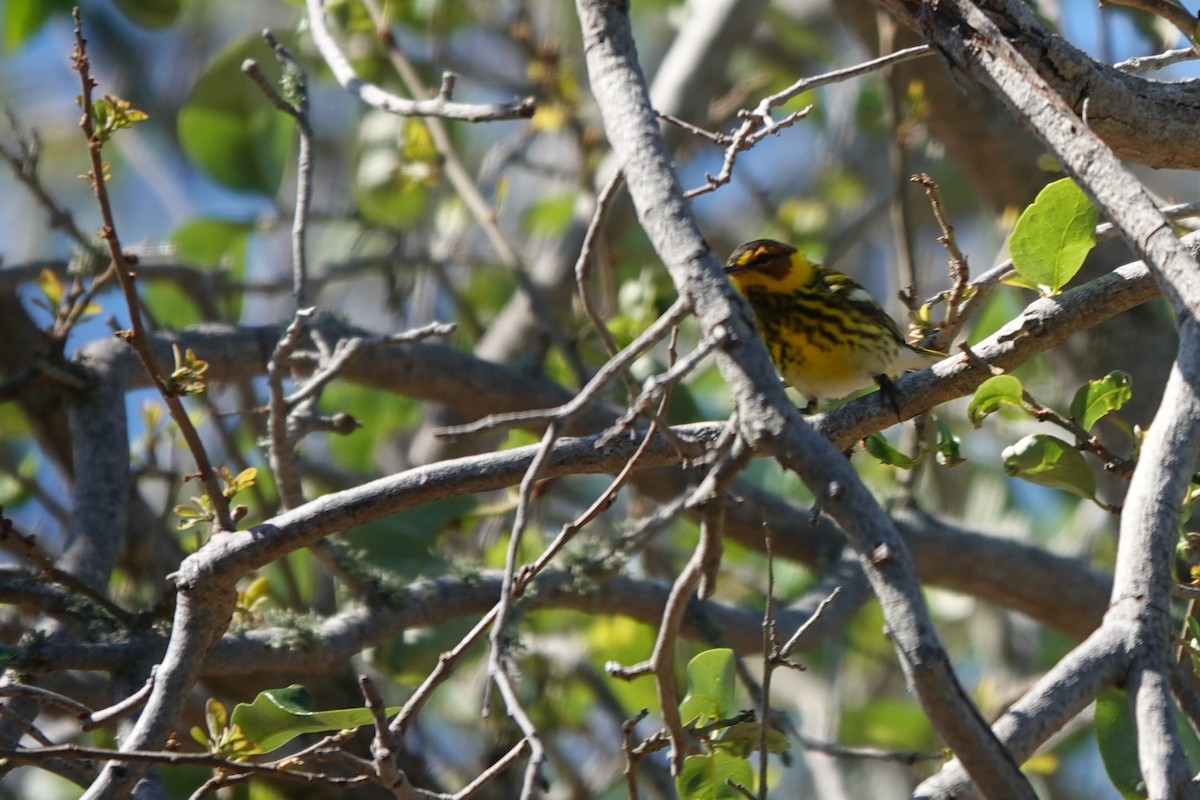 Cape May Warbler - ML621026777
