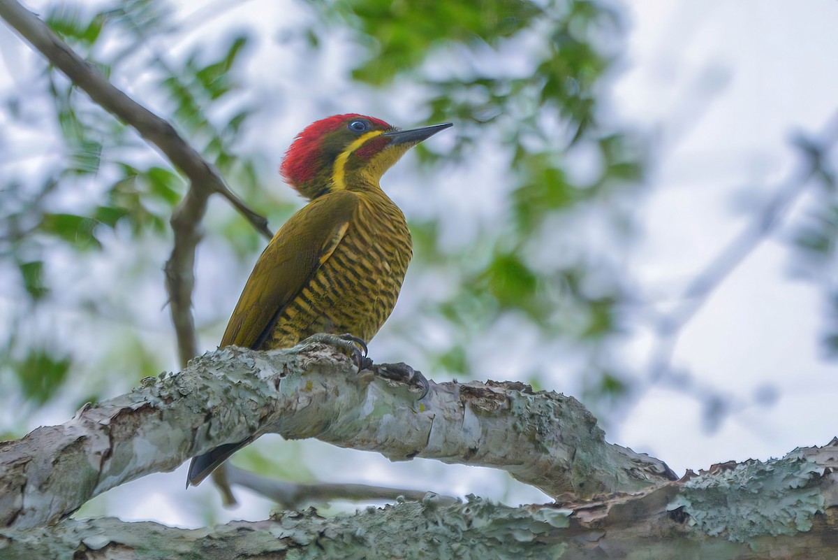 Golden-green Woodpecker (Spot-throated) - ML621026806