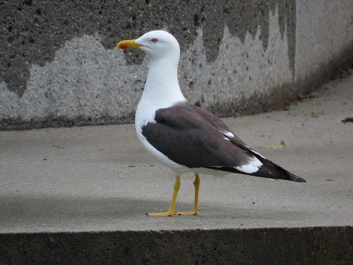 Lesser Black-backed Gull - Carla Bregman