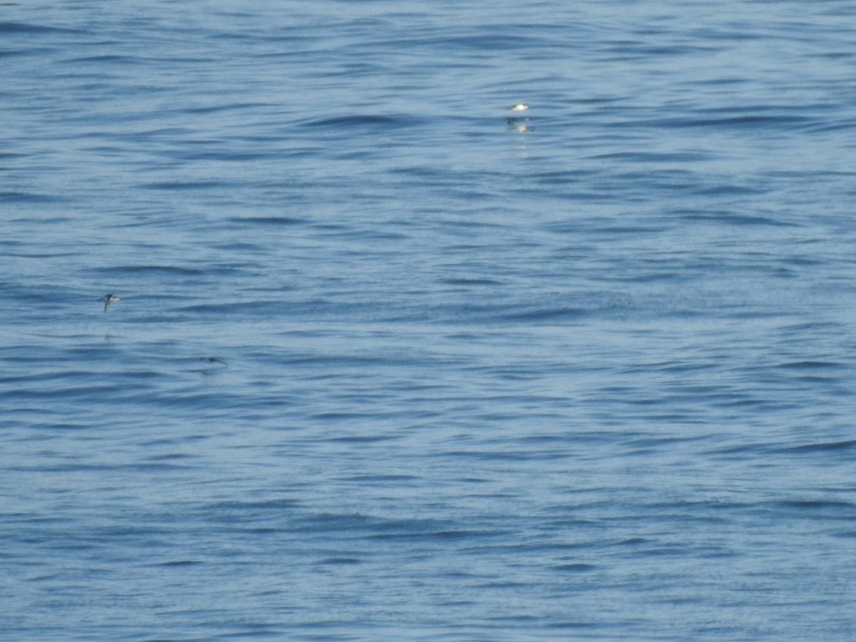 black-and-white shearwater sp. - ML621026812