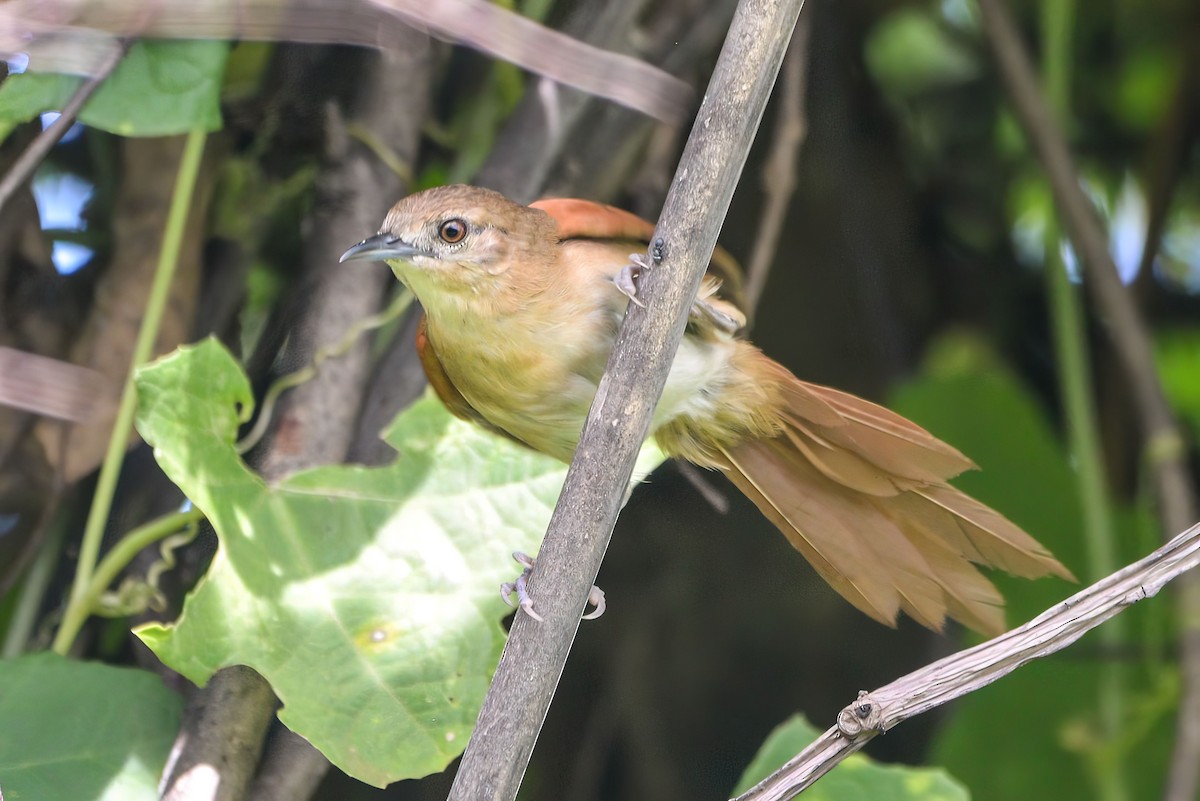 Araguaia Spinetail - ML621026816