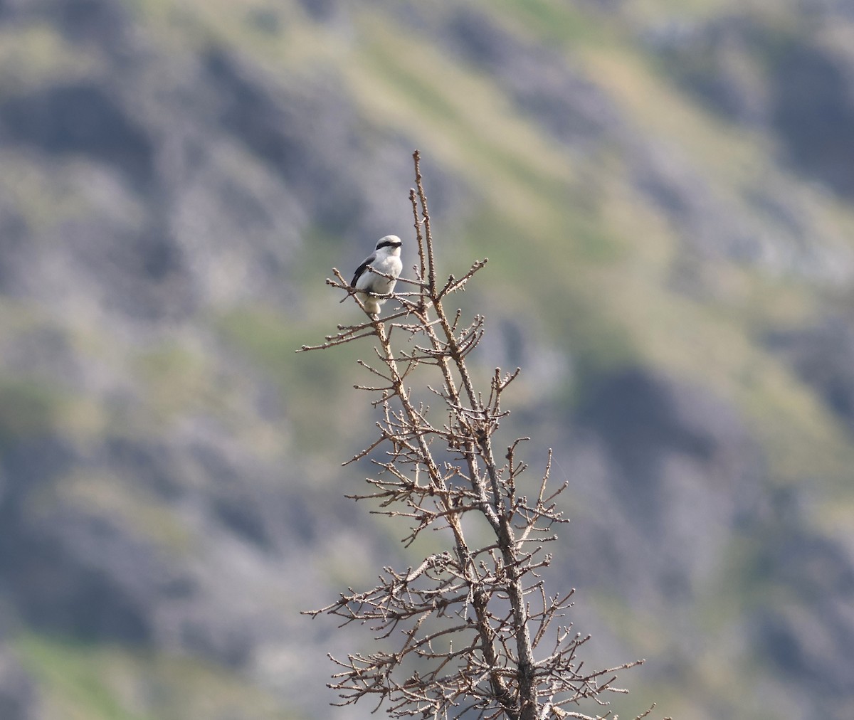 Pie-grièche boréale - ML621026820