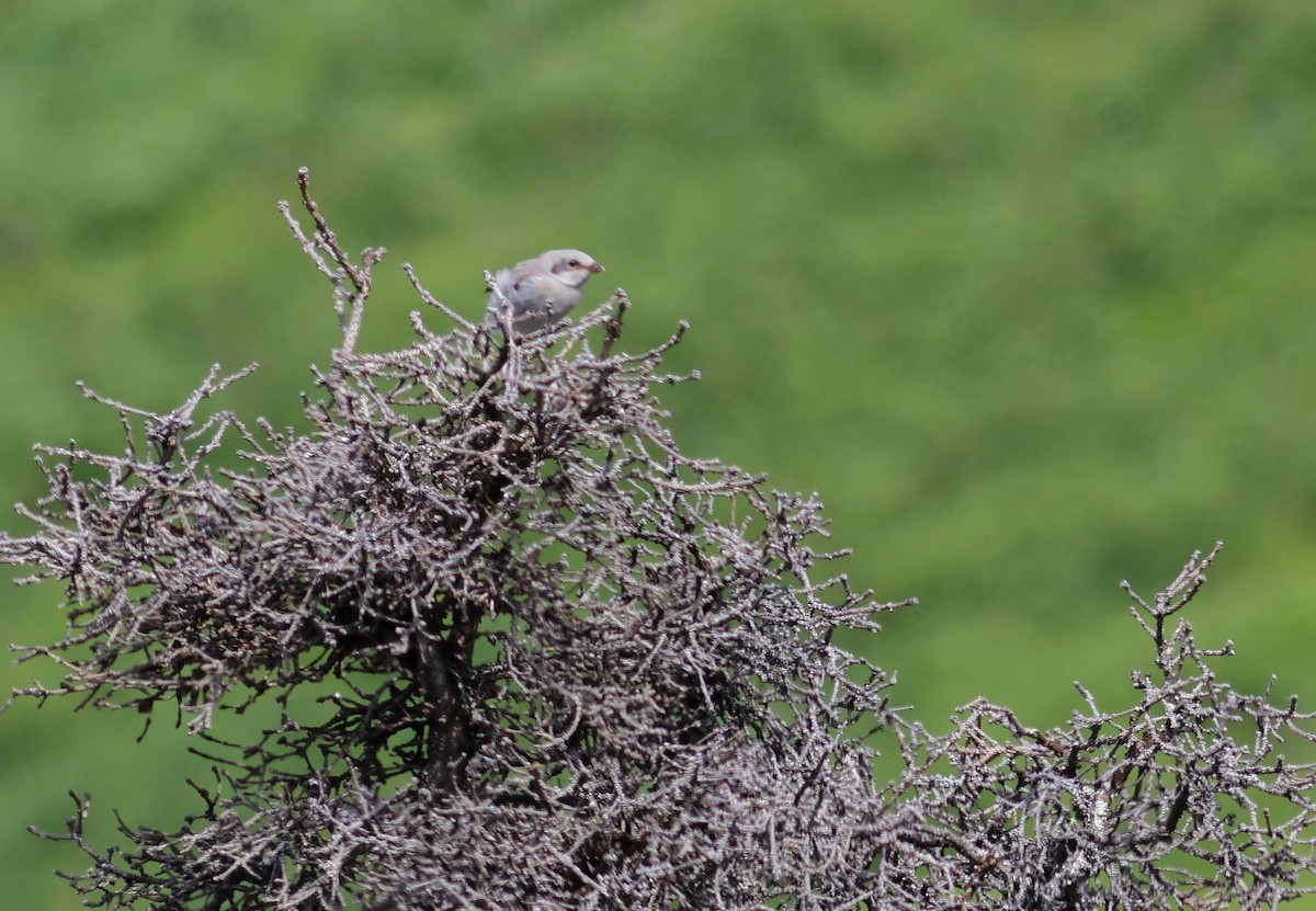 Northern Shrike - ML621026823