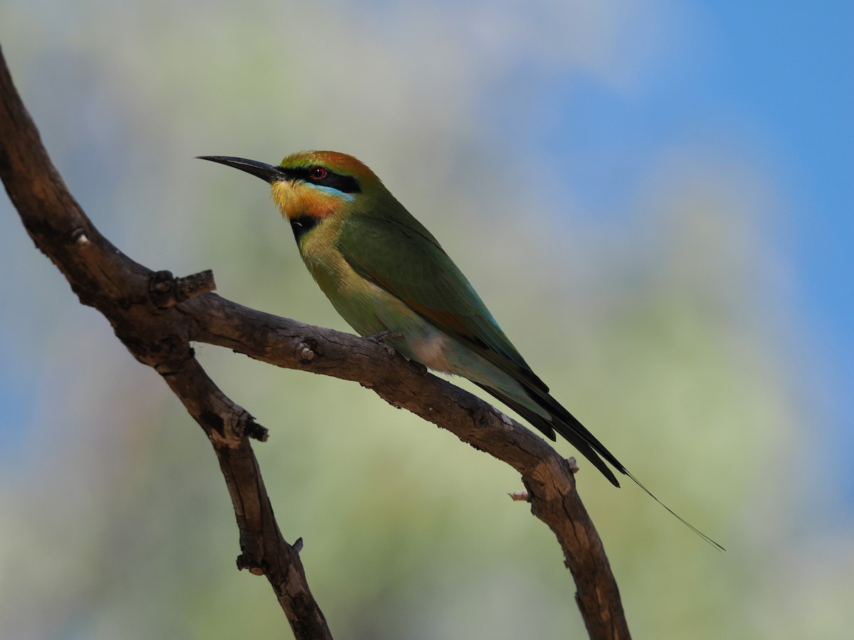 Rainbow Bee-eater - ML621026828