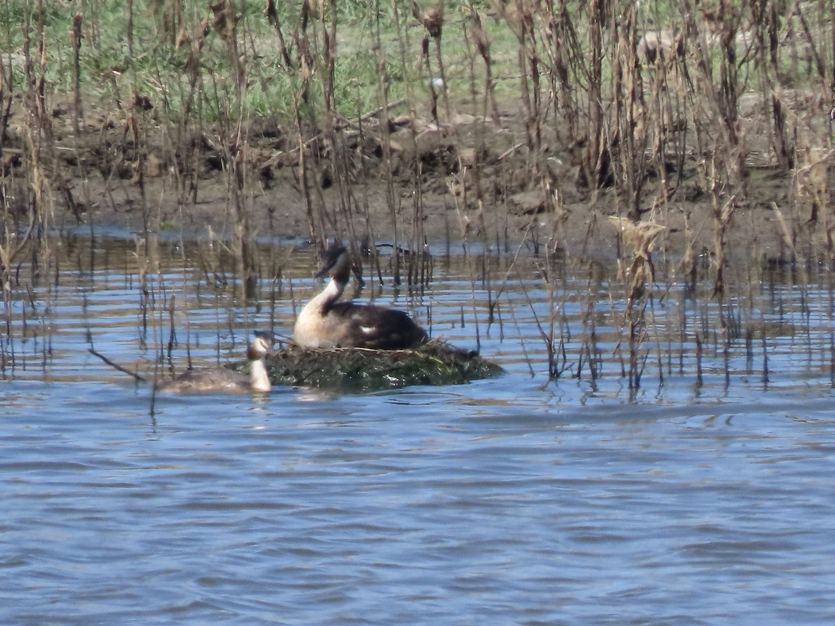 Great Crested Grebe - ML621026833