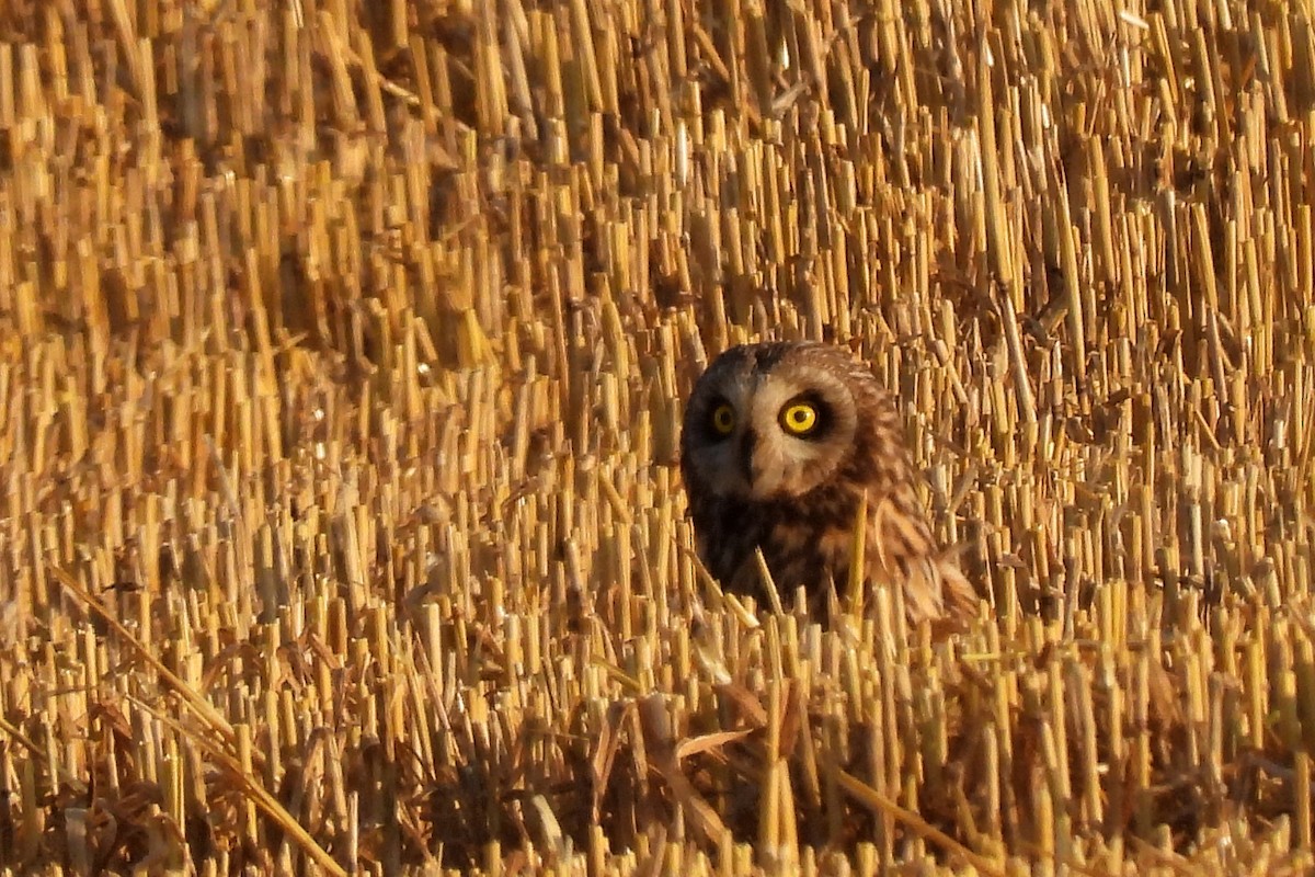 Short-eared Owl - ML621026838