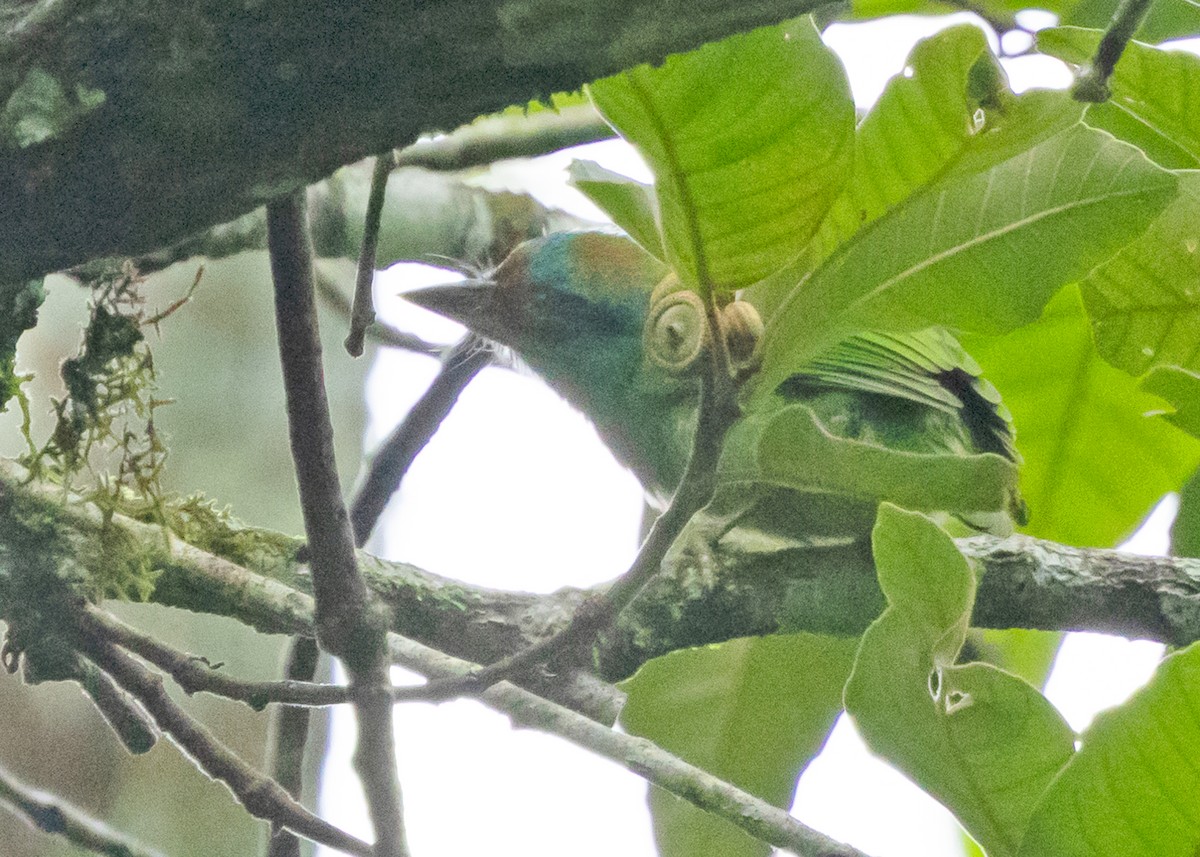 Blue-throated Barbet (Blue-crowned) - ML621026886