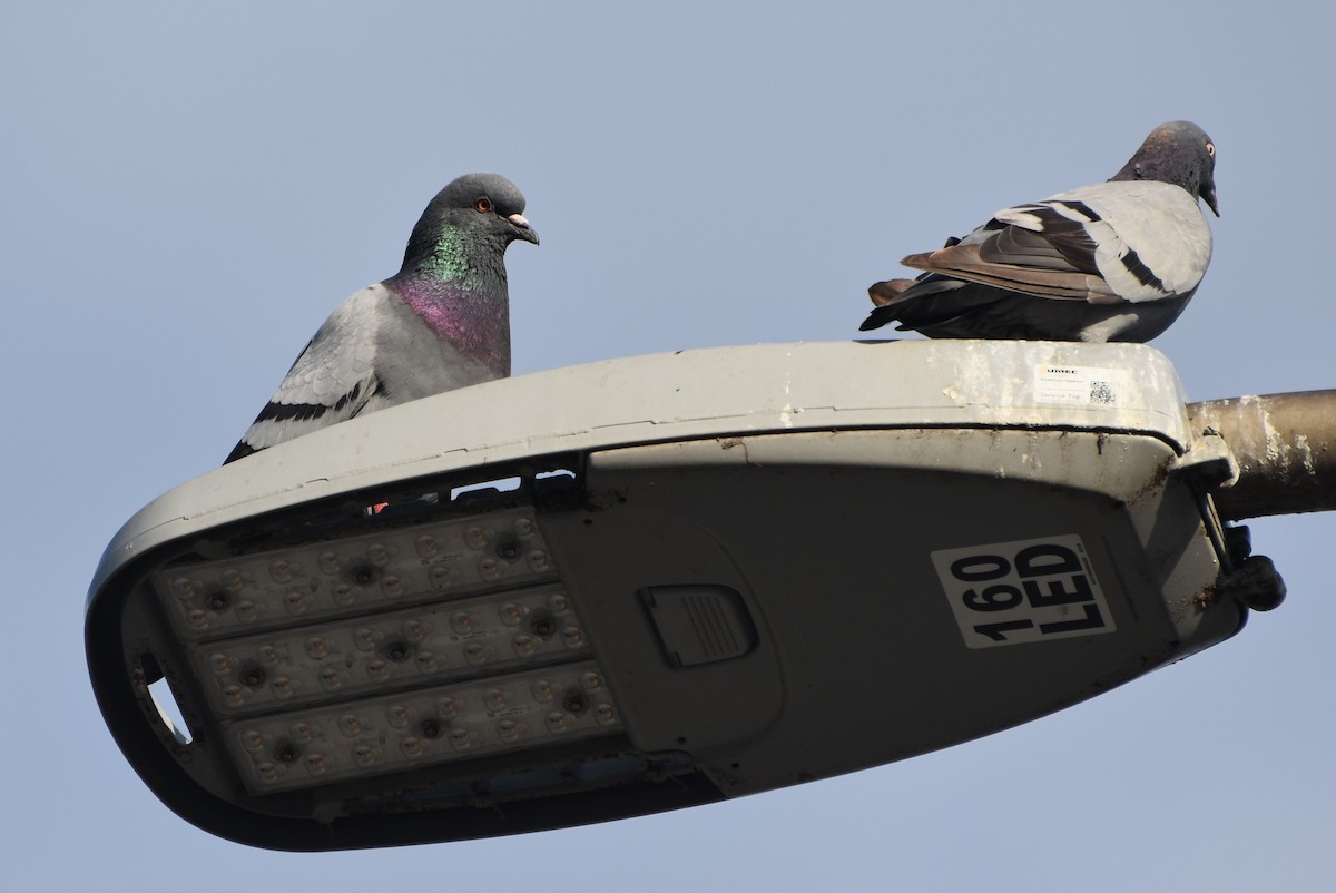 Rock Pigeon (Feral Pigeon) - ML621026894