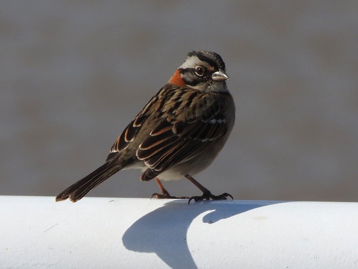 Rufous-collared Sparrow - ML621026905