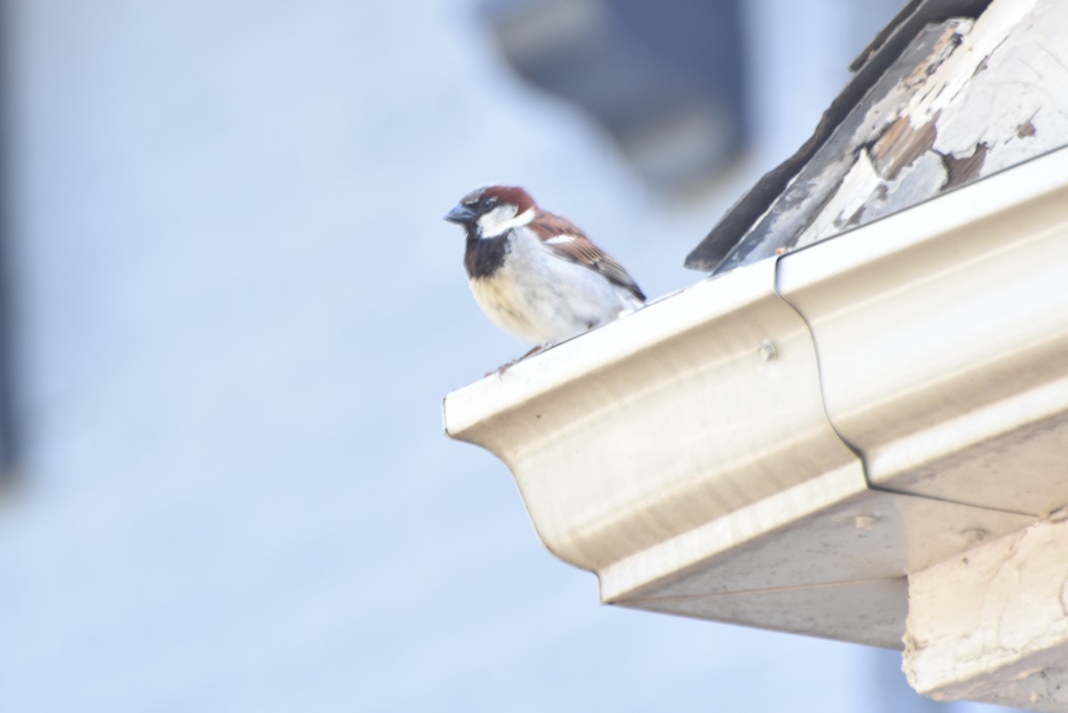 House Sparrow - stephen johnson  🦜
