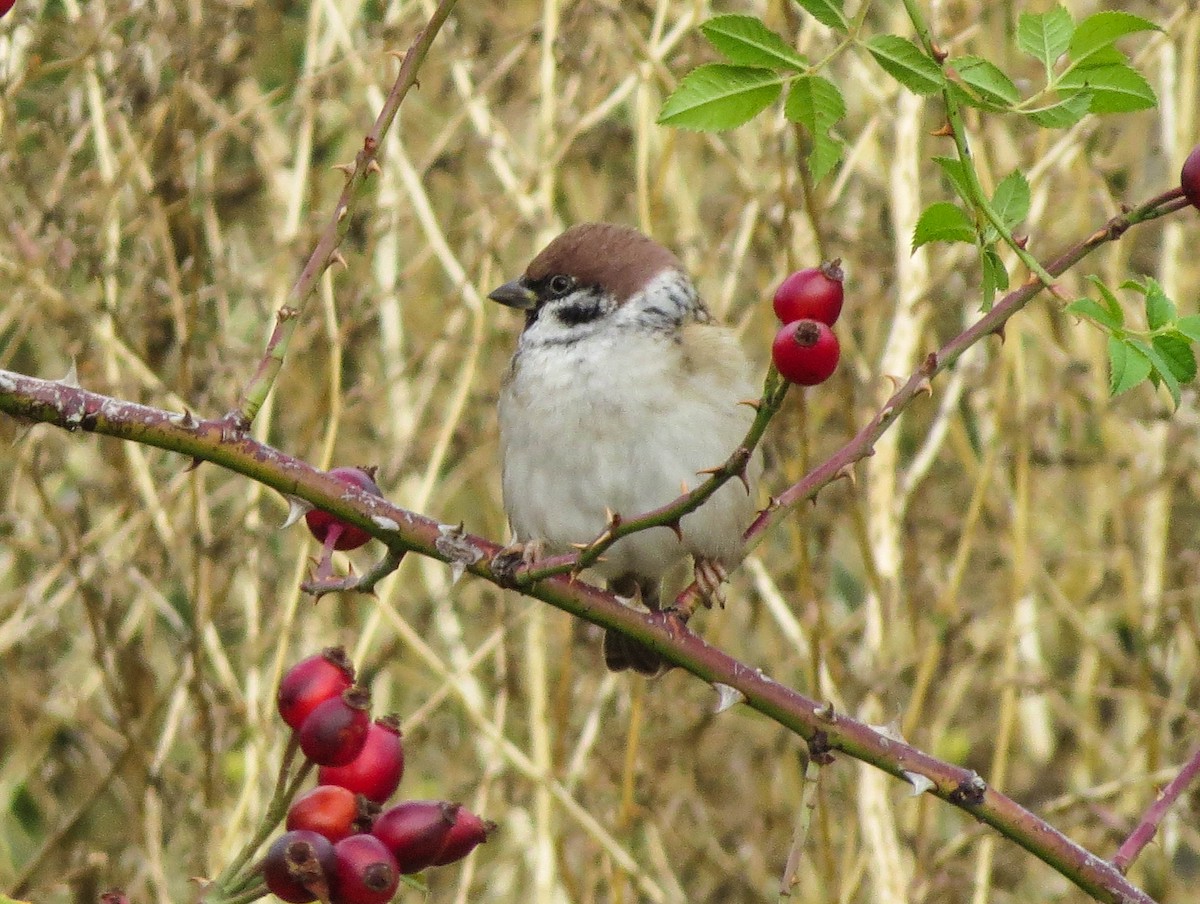 Eurasian Tree Sparrow - ML621026934