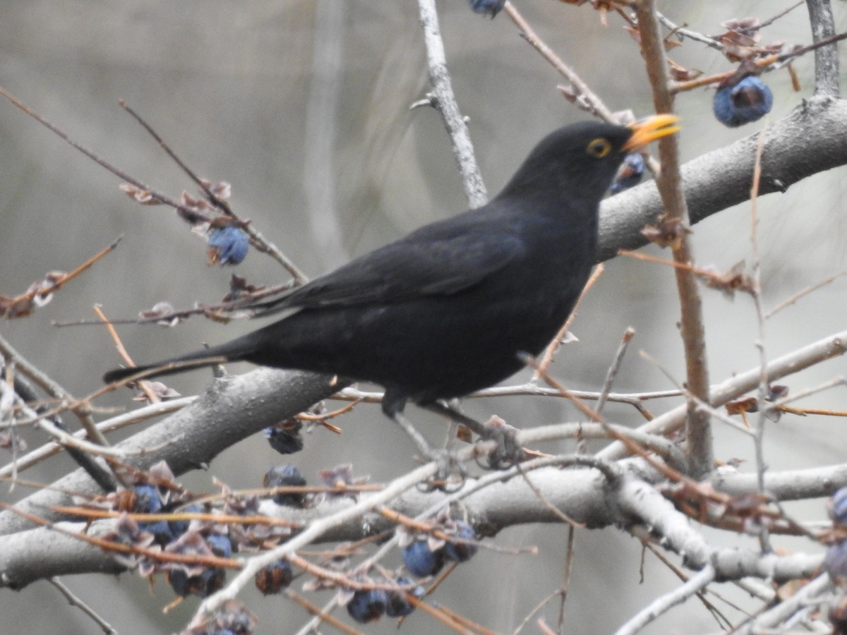 Eurasian Blackbird - ML621026944