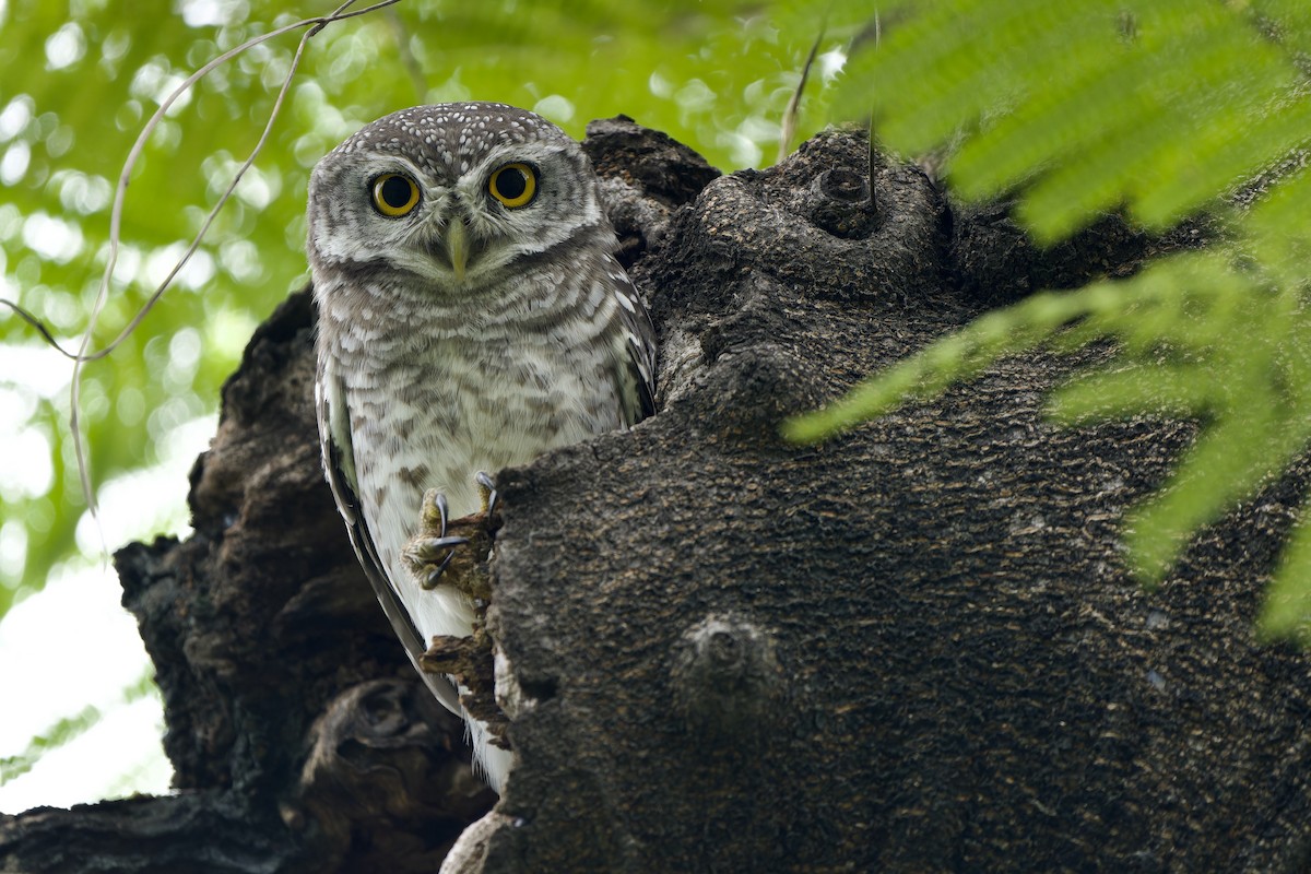 Spotted Owlet - ML621027017