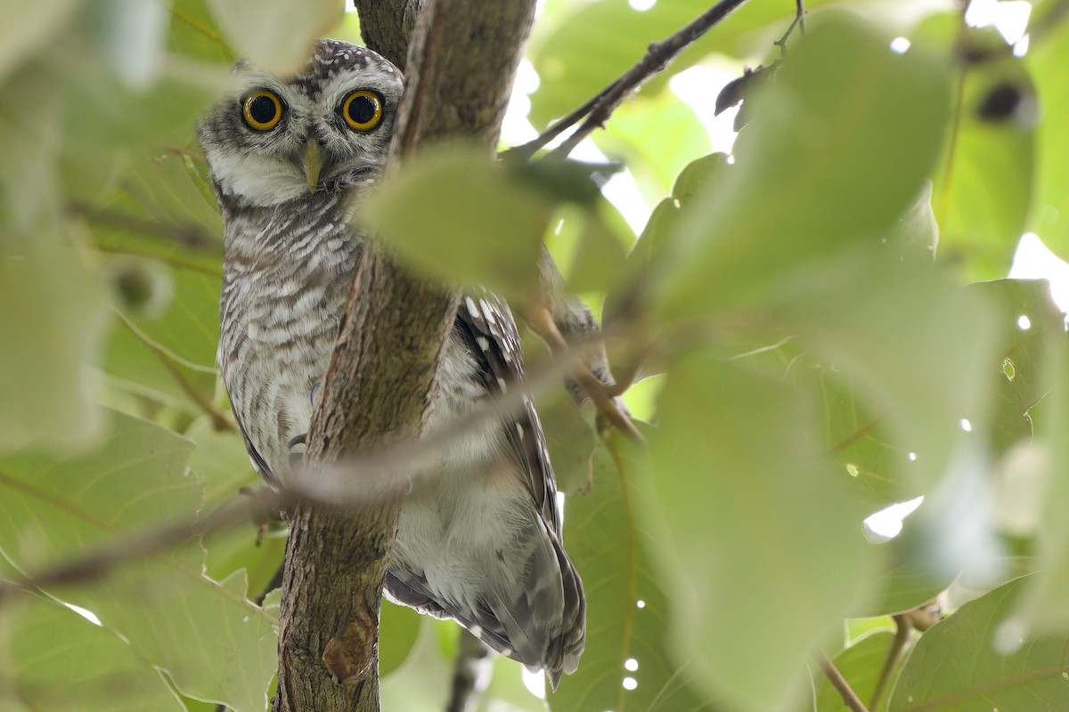 Spotted Owlet - ML621027018