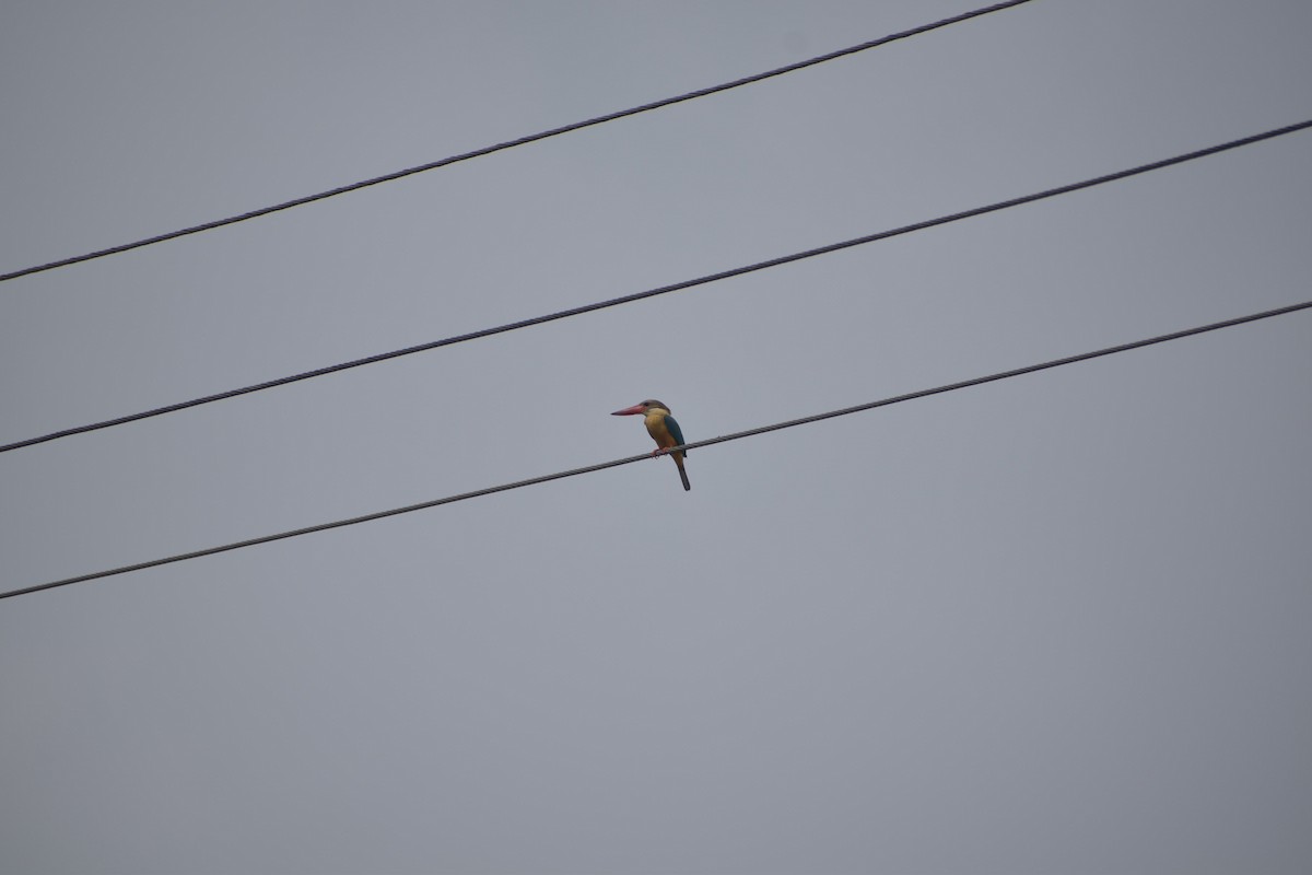 Stork-billed Kingfisher - ML621027031