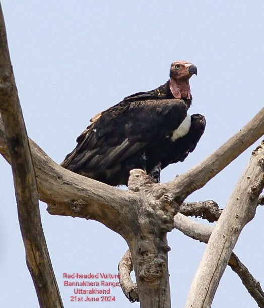 Red-headed Vulture - ML621027066