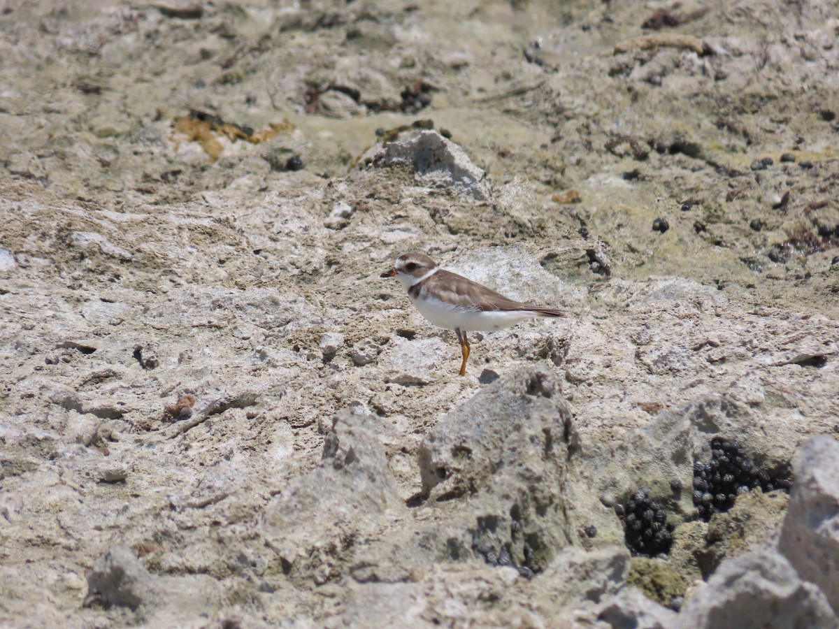 Semipalmated Plover - ML621027078