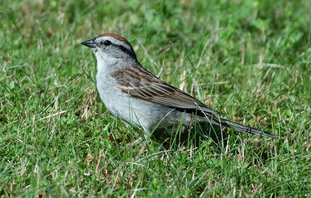 Chipping Sparrow - ML621027099