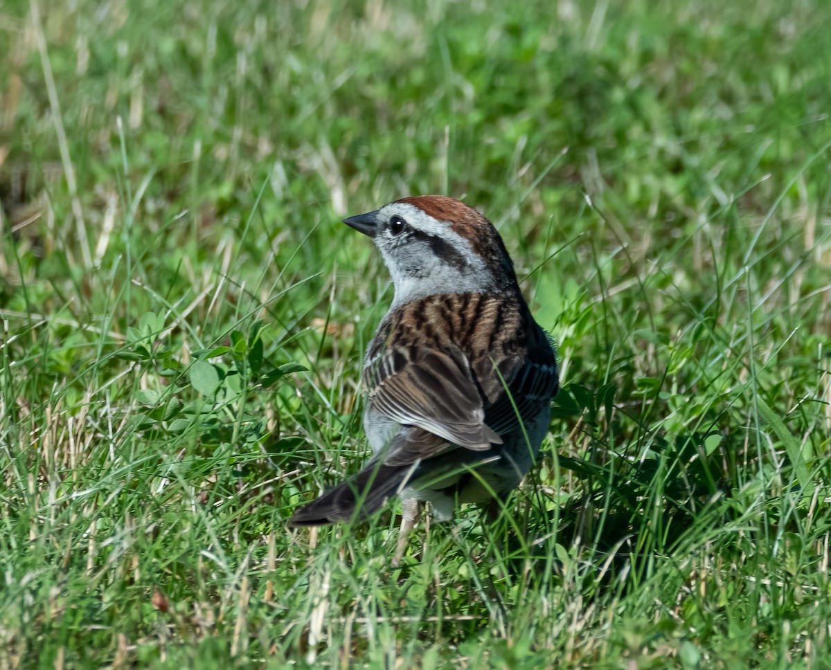 Chipping Sparrow - ML621027100