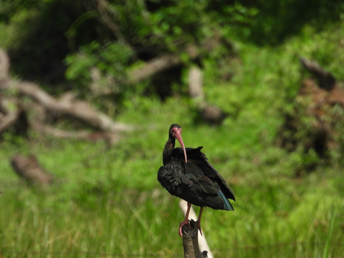 ibis tmavý - ML621027126