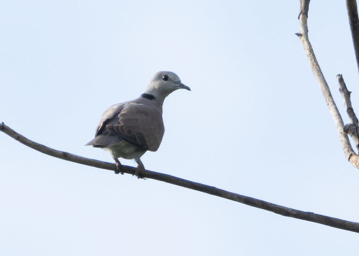 Red Collared-Dove - ML621027139