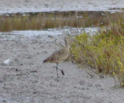 Long-billed Curlew - ML621027181