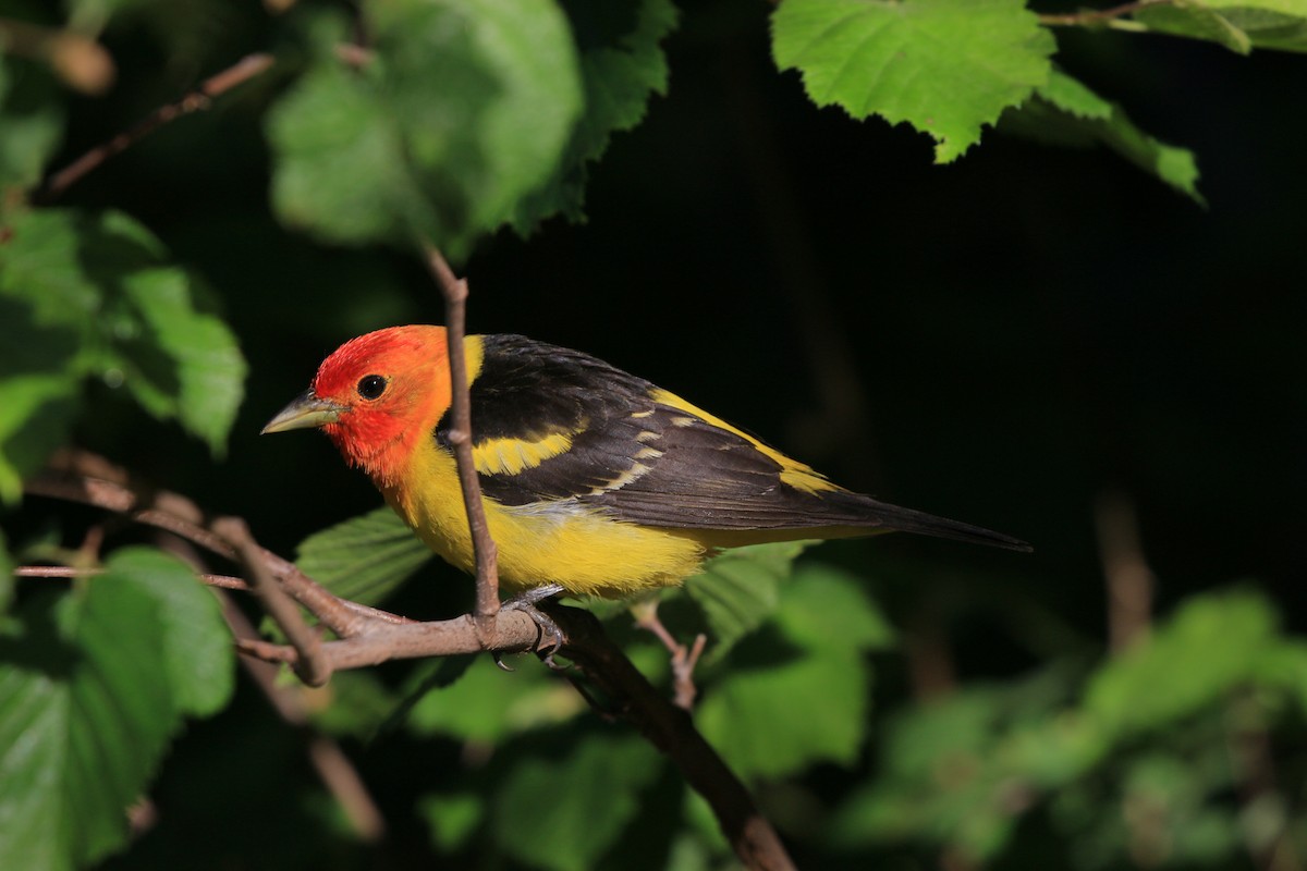 Western Tanager - ML621027185