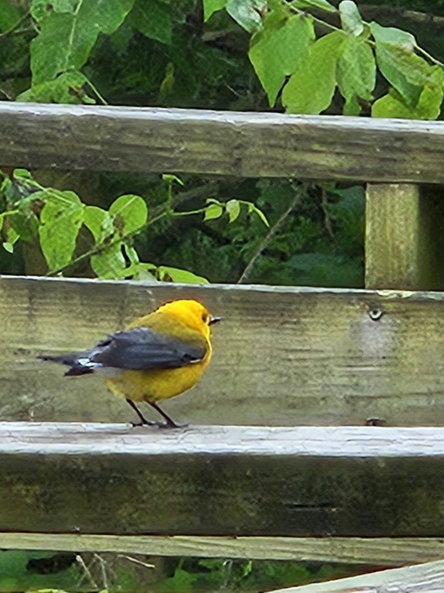 Prothonotary Warbler - ML621027194