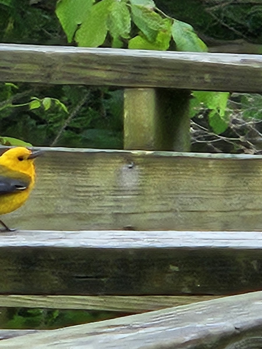Prothonotary Warbler - ML621027196