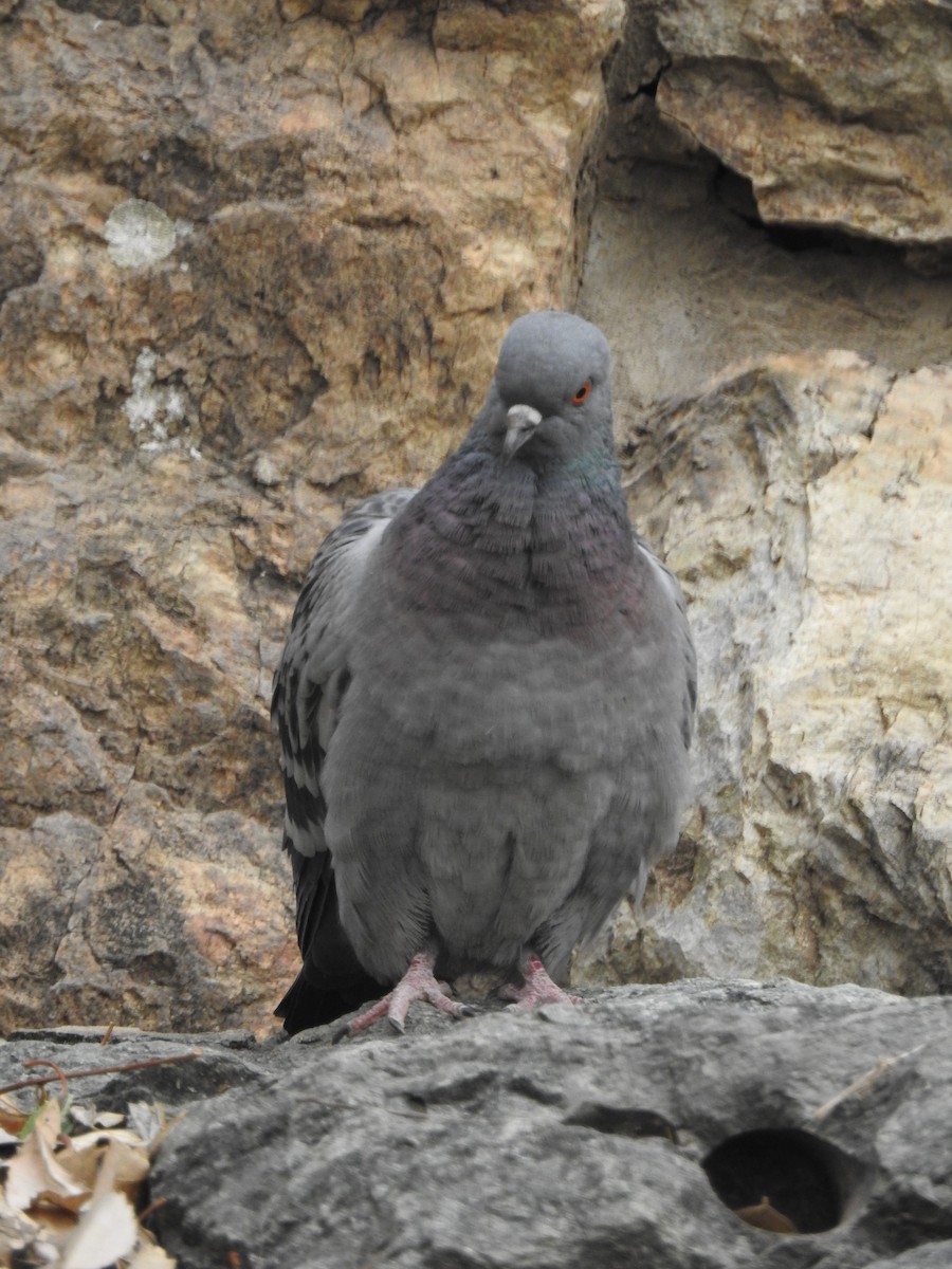 Rock Pigeon - ML621027209