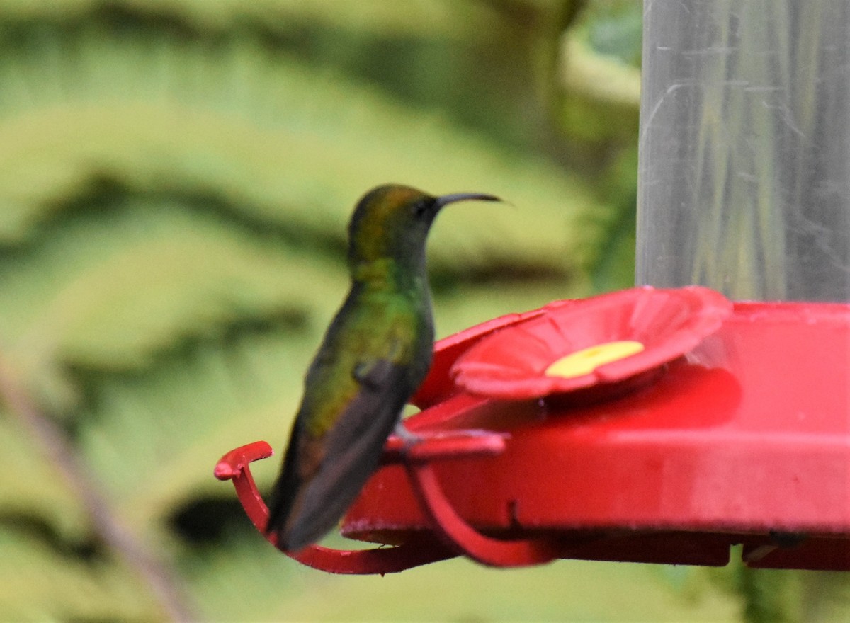 kolibřík měděnohlavý - ML621027211