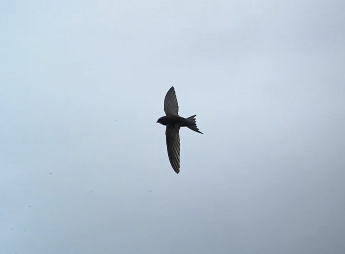 Common Swift - ML621027212